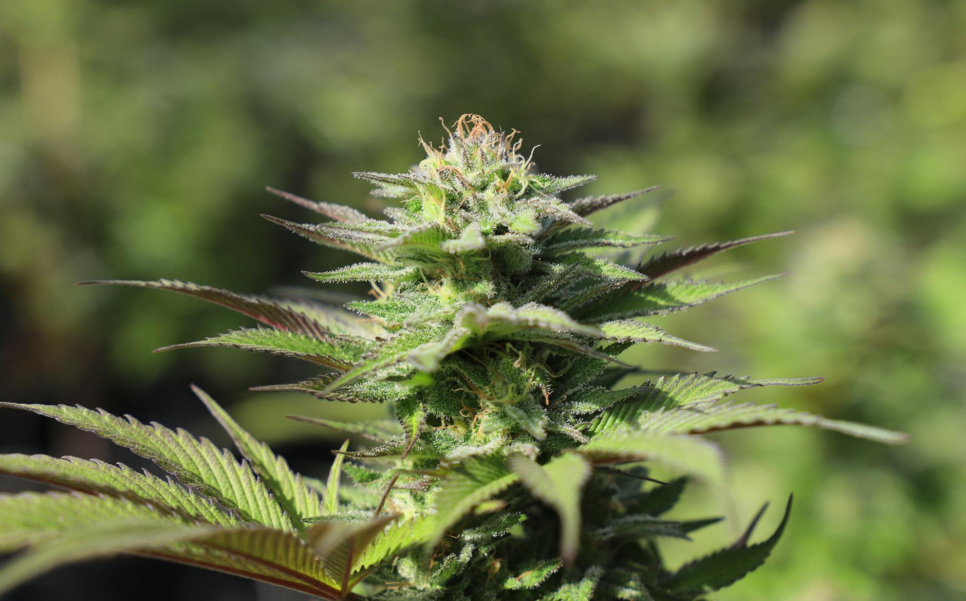 #Croptober Guide